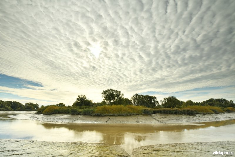 Zoetwaterschorren van de Durme