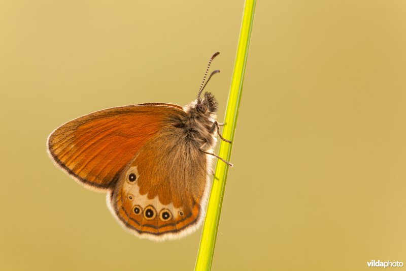 Darwin's hooibeestje