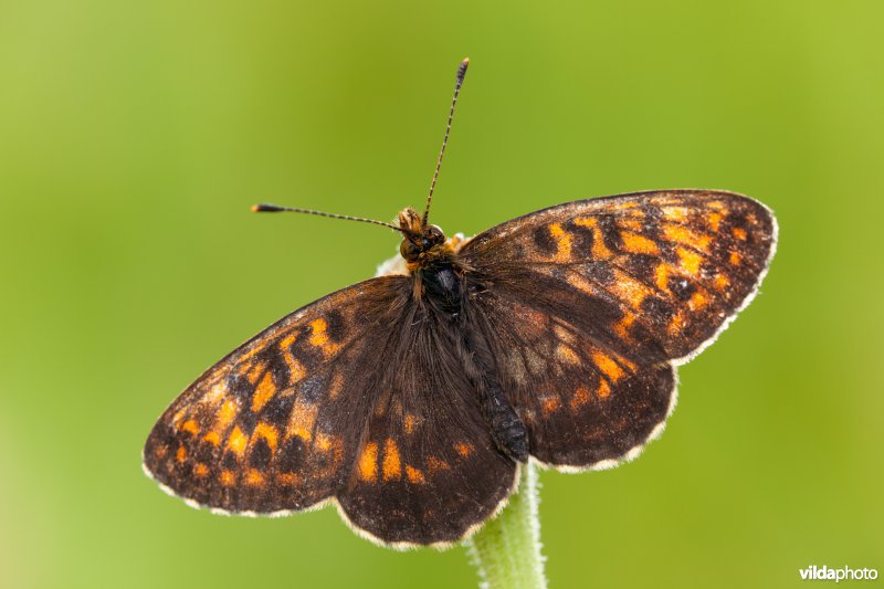 Thors parelmoervlinder