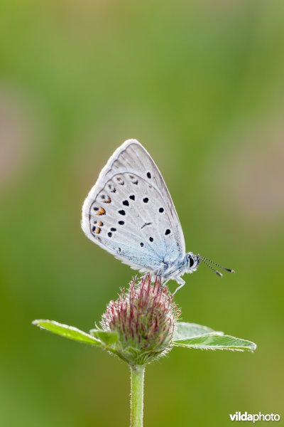 Wikkeblauwtje
