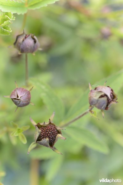 Vrucht van Wateraardbei