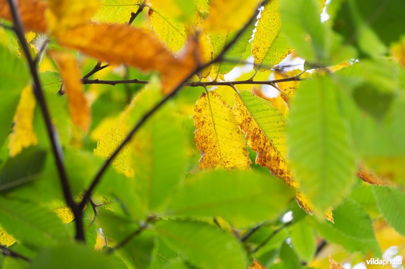 Herfstkleuren van kastanje