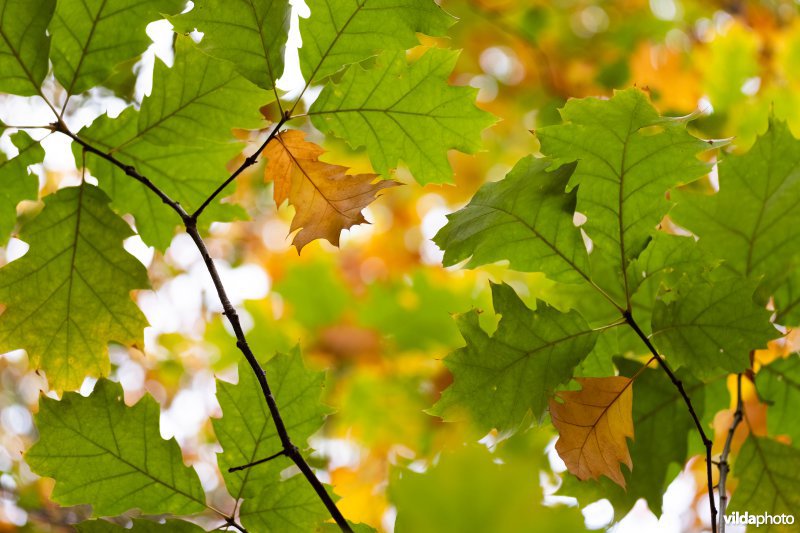 Herfstkleuren van Amerikaanse eik