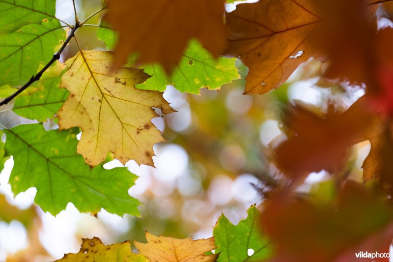 Herfstkleuren van Amerikaanse eik