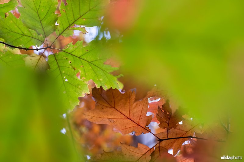 Herfstkleuren van Amerikaanse eik