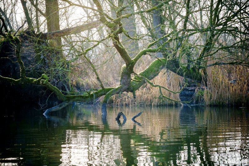 Biesbosch in de winter