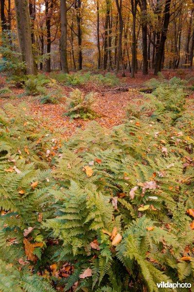 Het Leusveld, Brummen