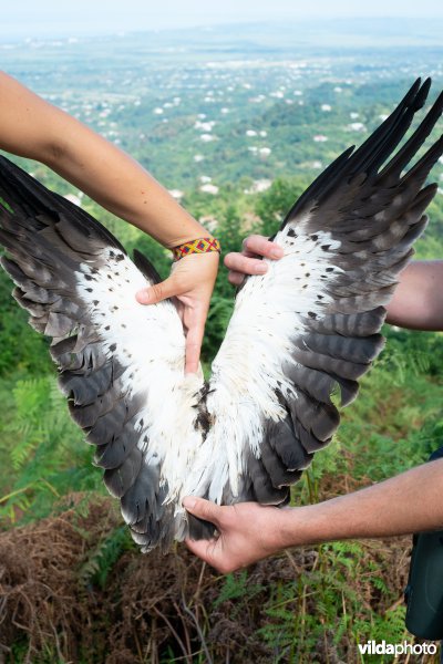 Dwergarend geschoten door stropers
