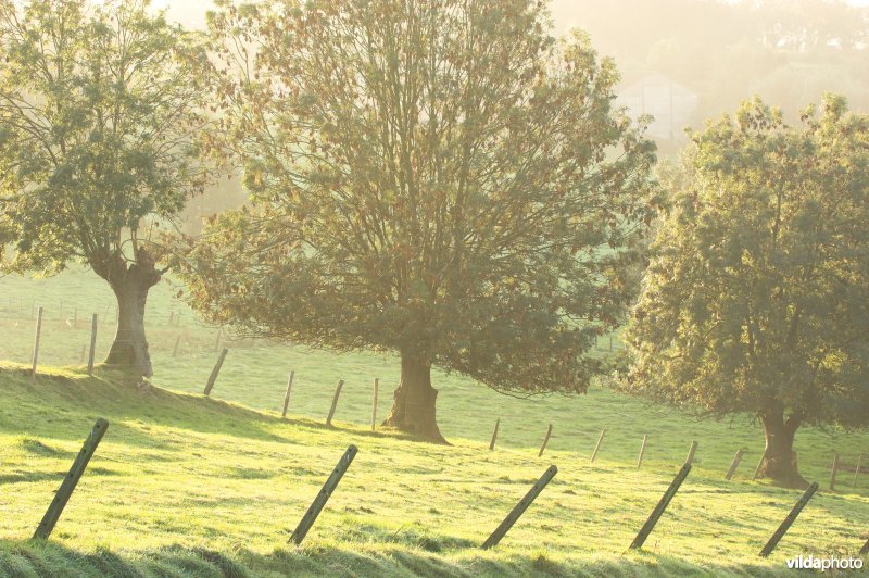 Knotessen in de Vlaamse ardennen