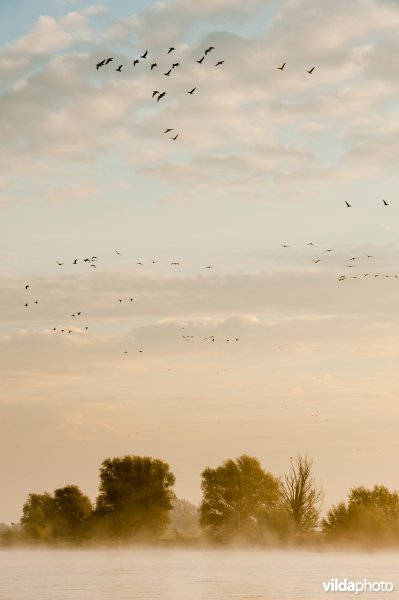 Kolganzen vliegen over rivier