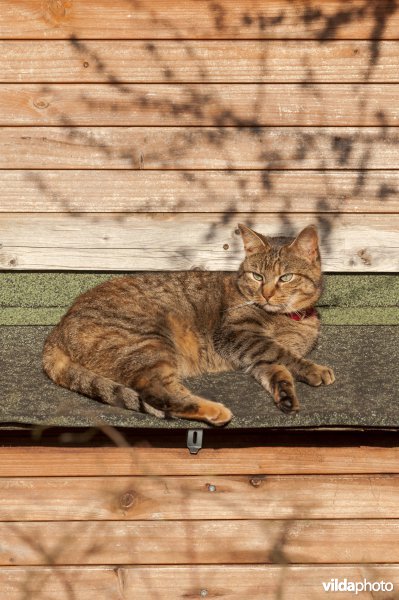 Een huiskat ligt lui op een kippenhok in de zon