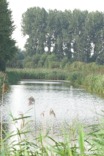 Moervaart met rietkanten