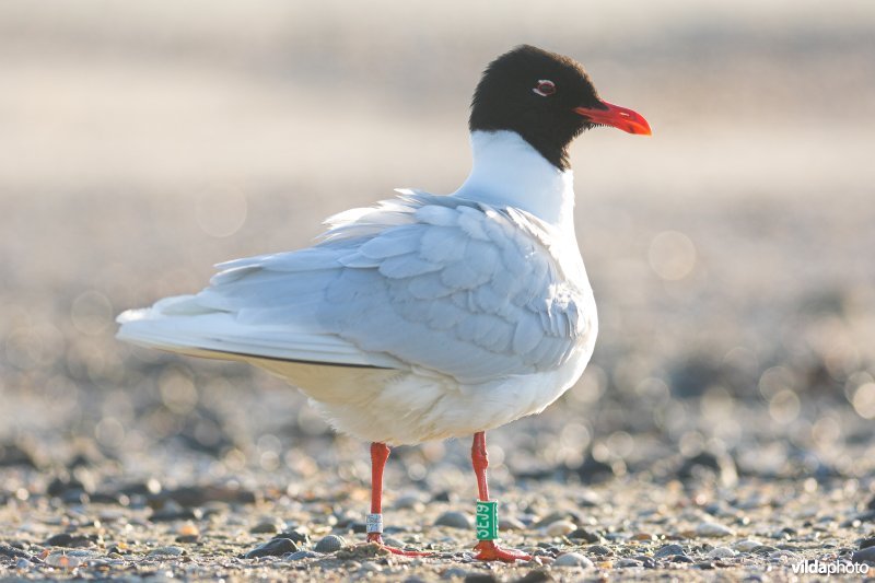 Zwartkopmeeuw met kleurringen