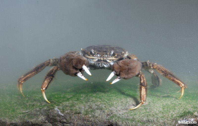 Chinese wolhandkrab