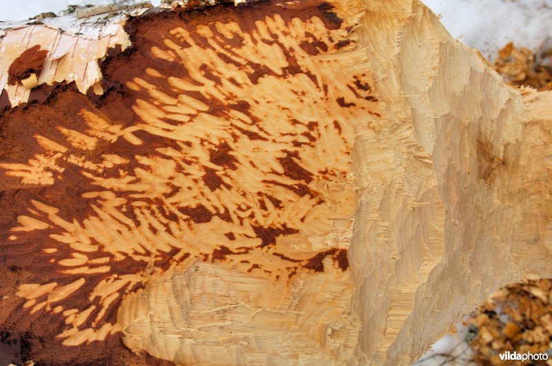 Beversporen in de Zweedse sneeuw