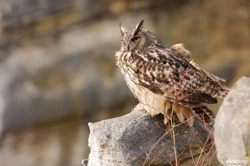 Oehoe in een steengroeve
