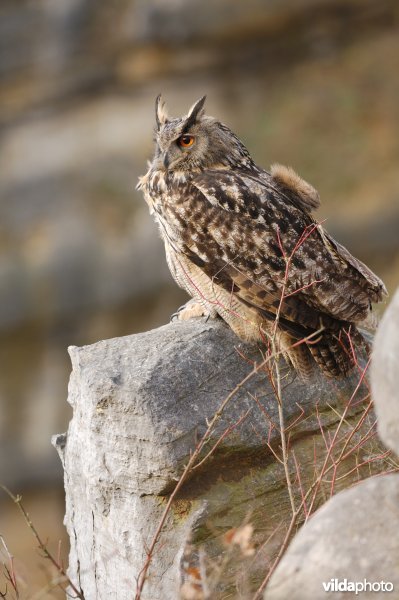 Oehoe in een steengroeve