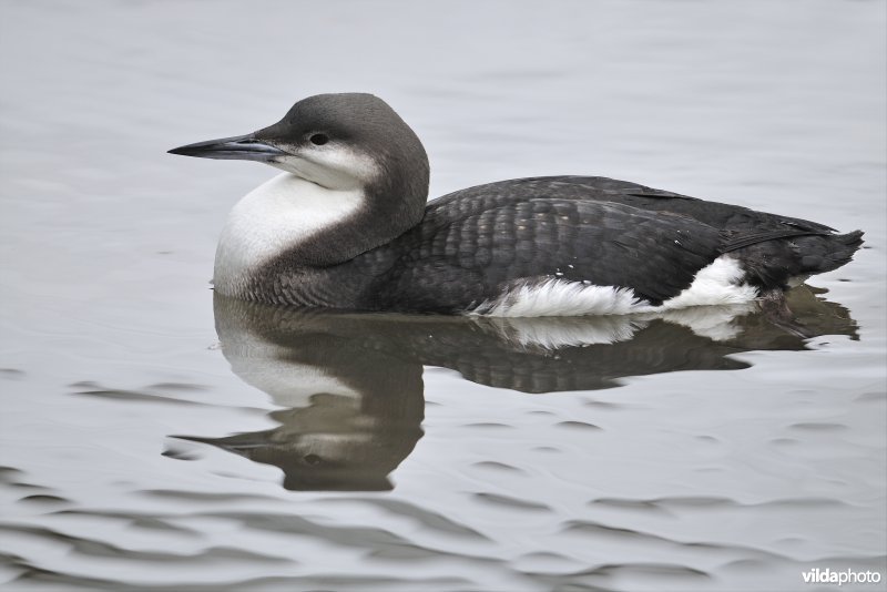 Parelduiker in winterkleed