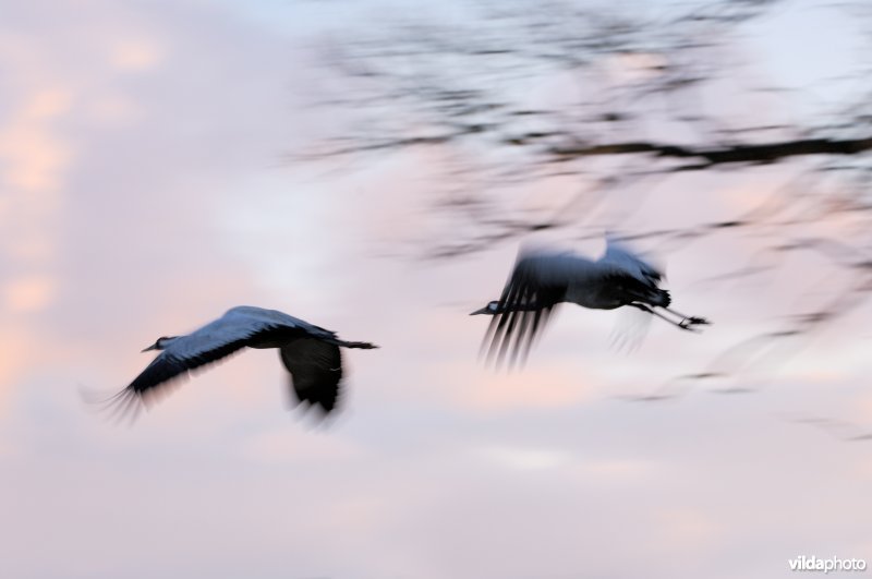 Overvliegende Kraanvogels