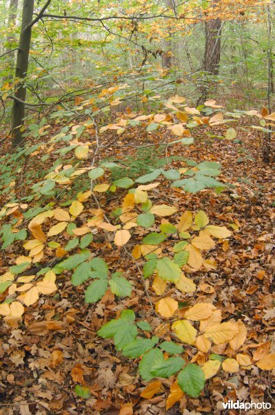 Bos in de herfst