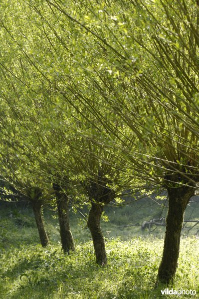 Knotwilgenrij in Mombeekvallei