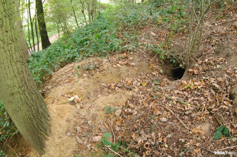 Dassenburcht in Zammelen