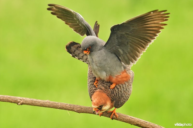 Roodpootvalk