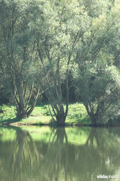 Schulensmeer