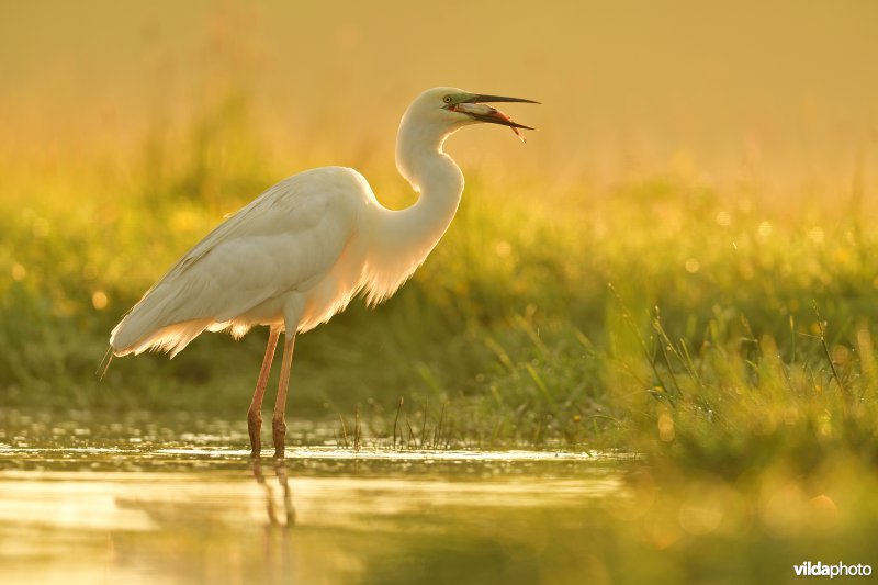 Grote zilverreiger