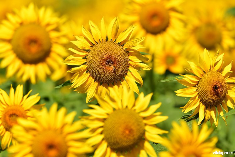 Zonnebloem