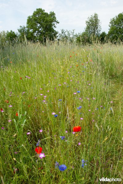 Akkeronkruiden in akker