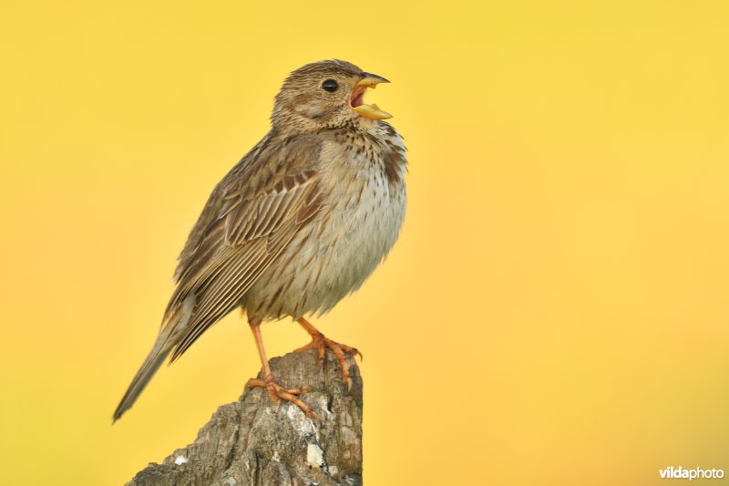 Zingende Grauwe gors