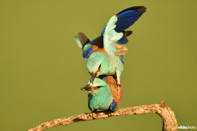 Parende Scharrelaars