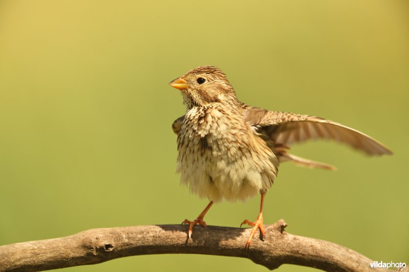 Grauwe gors