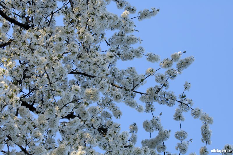 Kersebloesem tegen blauwe lucht
