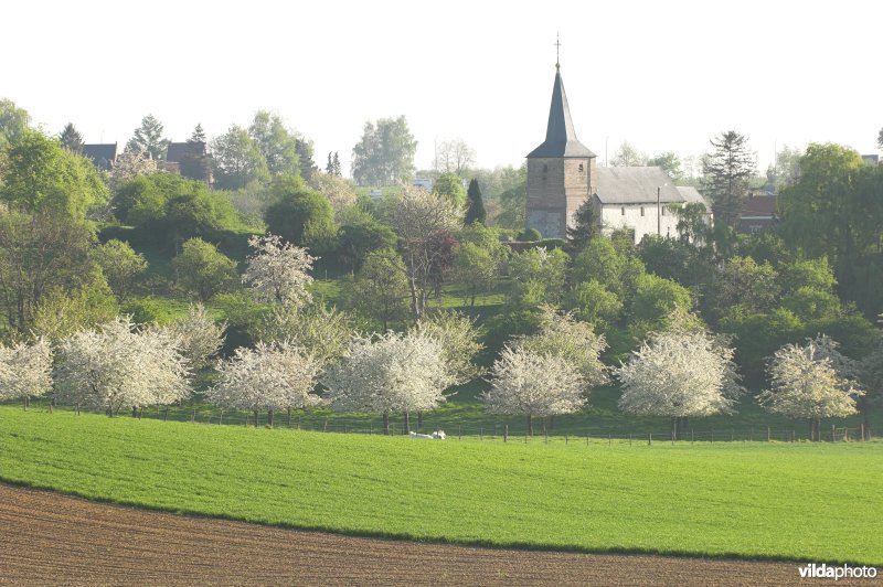 Boomgaarden in Grootloon