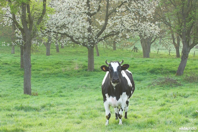 Koe in boomgaard in Grootloon