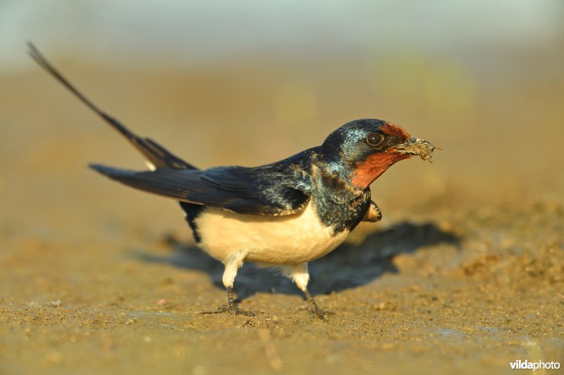 Boerenzwaluw verzamelt modder voor nestbouw