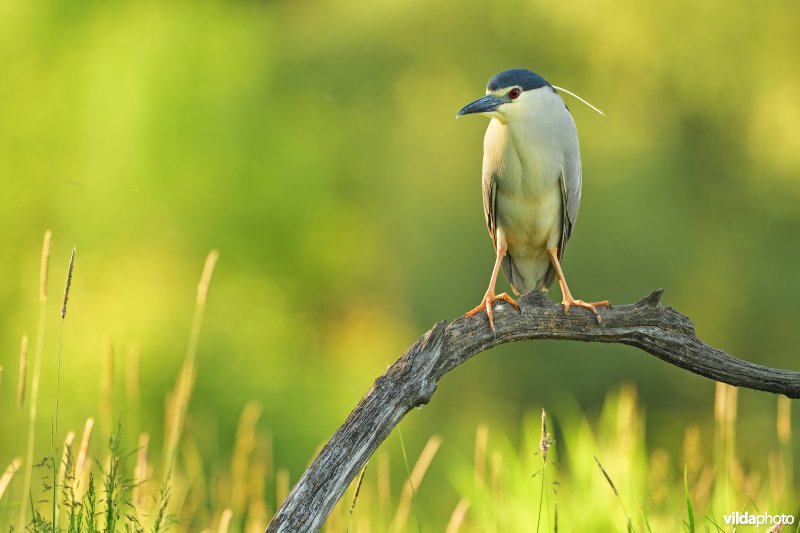 Kwak