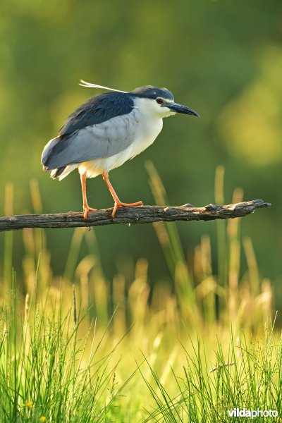 Kwak