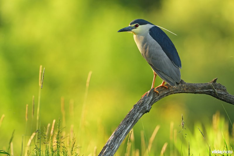Kwak