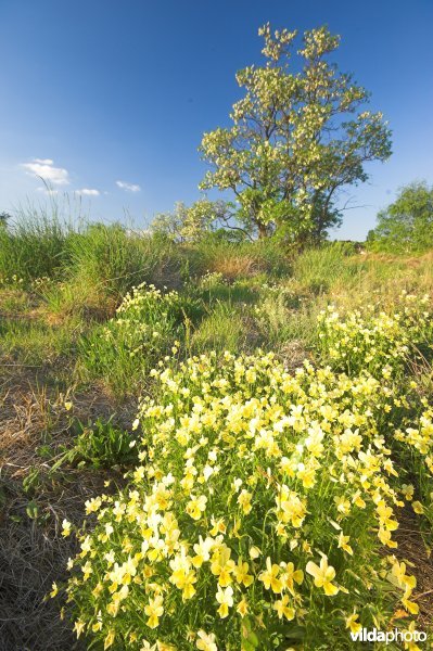 Natuurreservaat Ile aux Corsaires