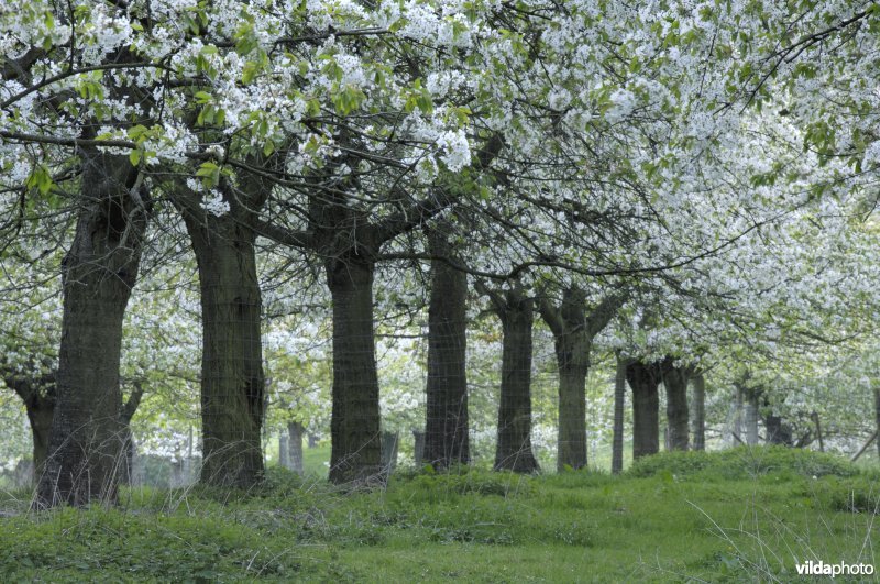 Boomgaard te Alden-Biezen
