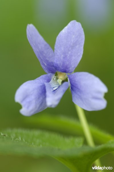 Donkersporig bosviooltje