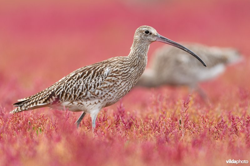 Wulpen op de schorre tussen herfstige Zeekraal