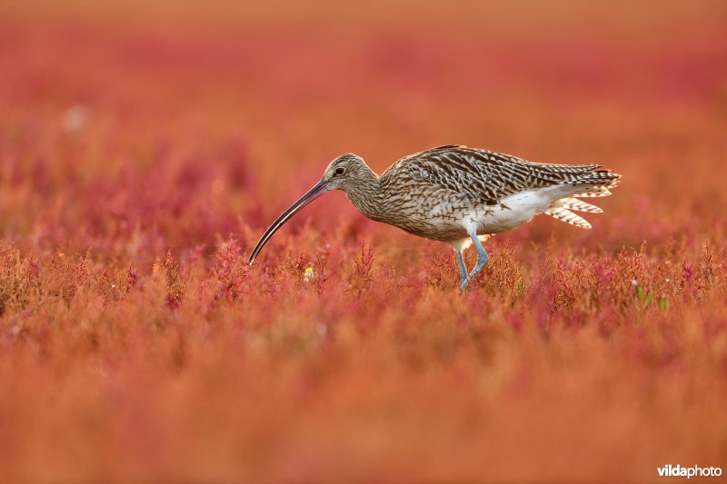 Wulp op schorre tussen Zeekraal