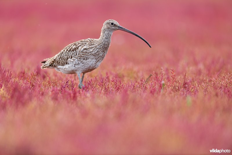 Wulp op schorre tussen Zeekraal