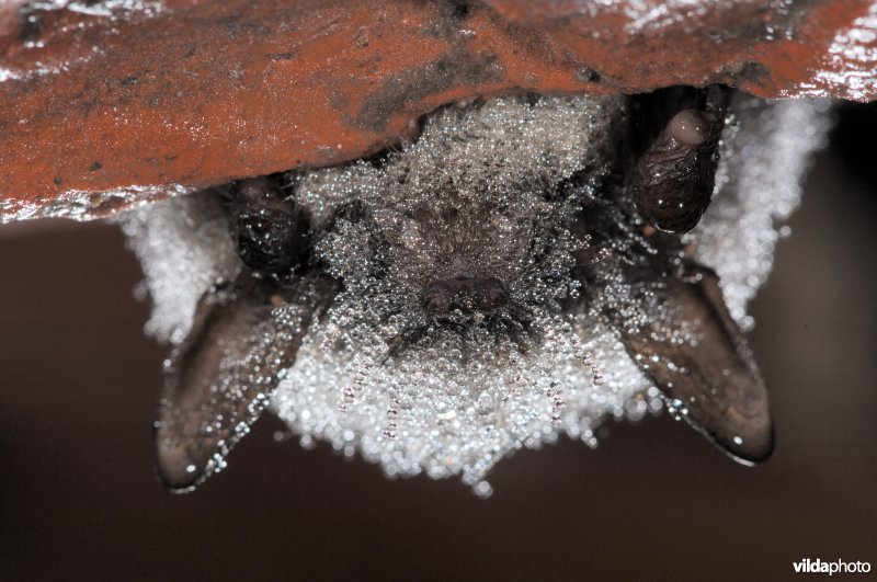 Baardvleermuis in winterslaap