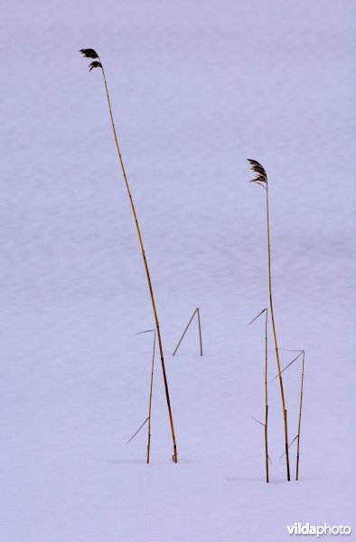 Riet in de sneeuw