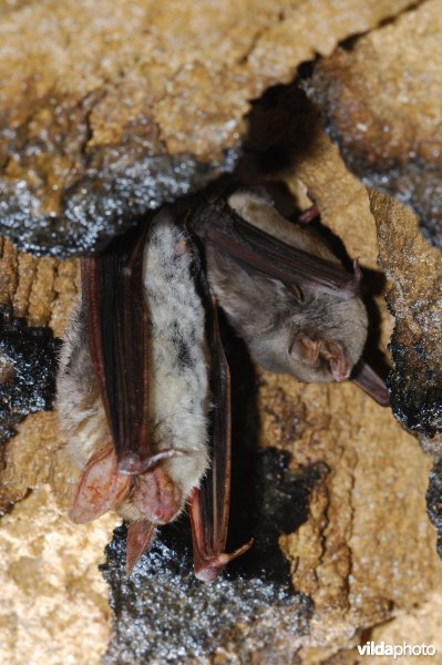 Schreibers vleermuis